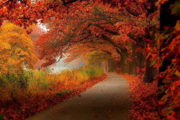 Ein Spaziergang durch den schönen Herbstpark