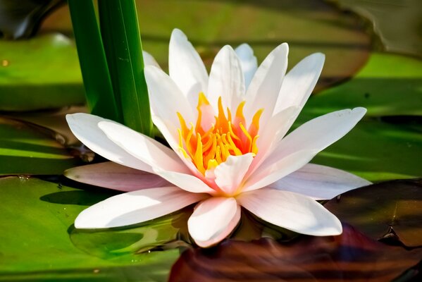 White water lily with yellow core