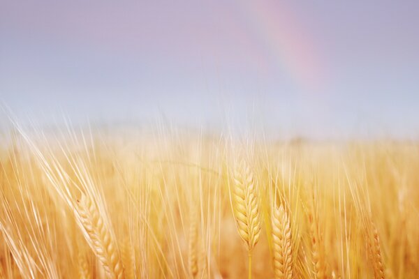 A field in golden ears of wheat