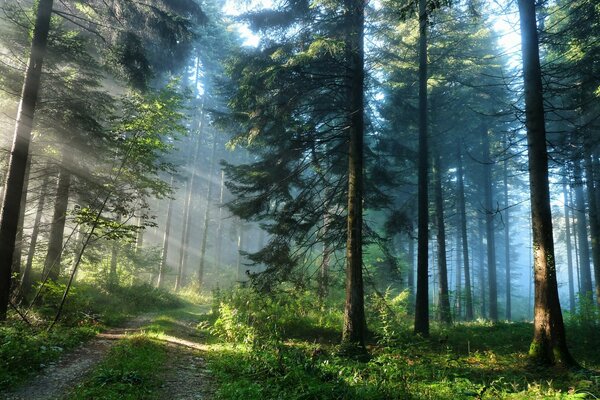 Camino al bosque misterioso