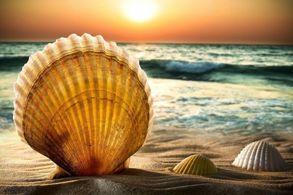 Widescreen Wallpaper mit Meer und Muscheln