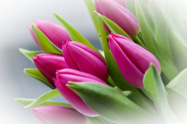 Delicate spring bouquet of pink Tulips