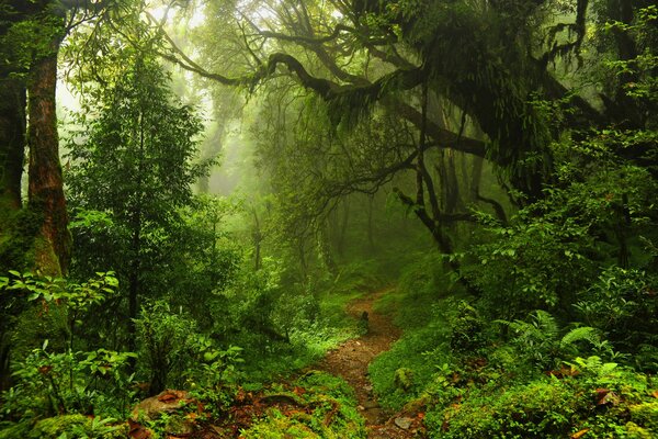 Rainforest in the fog