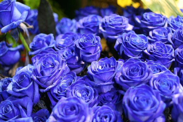 Roses bleues fleurissent en bouquets