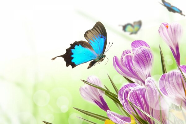 The butterfly flies from flower to flower