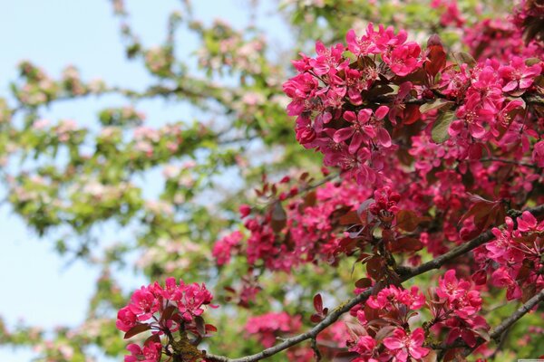 Ein Baum mit rosa Blüten blühen