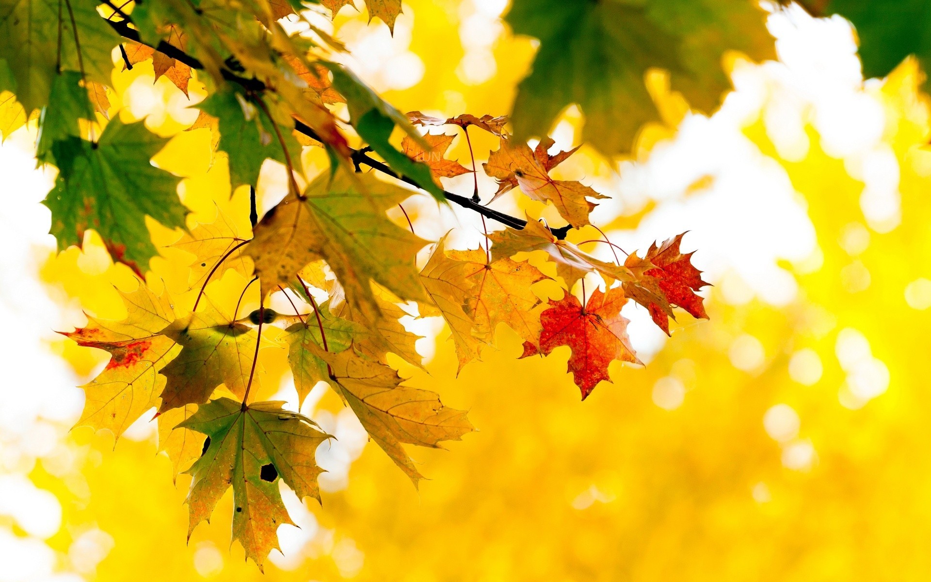 autunno foglia alberi