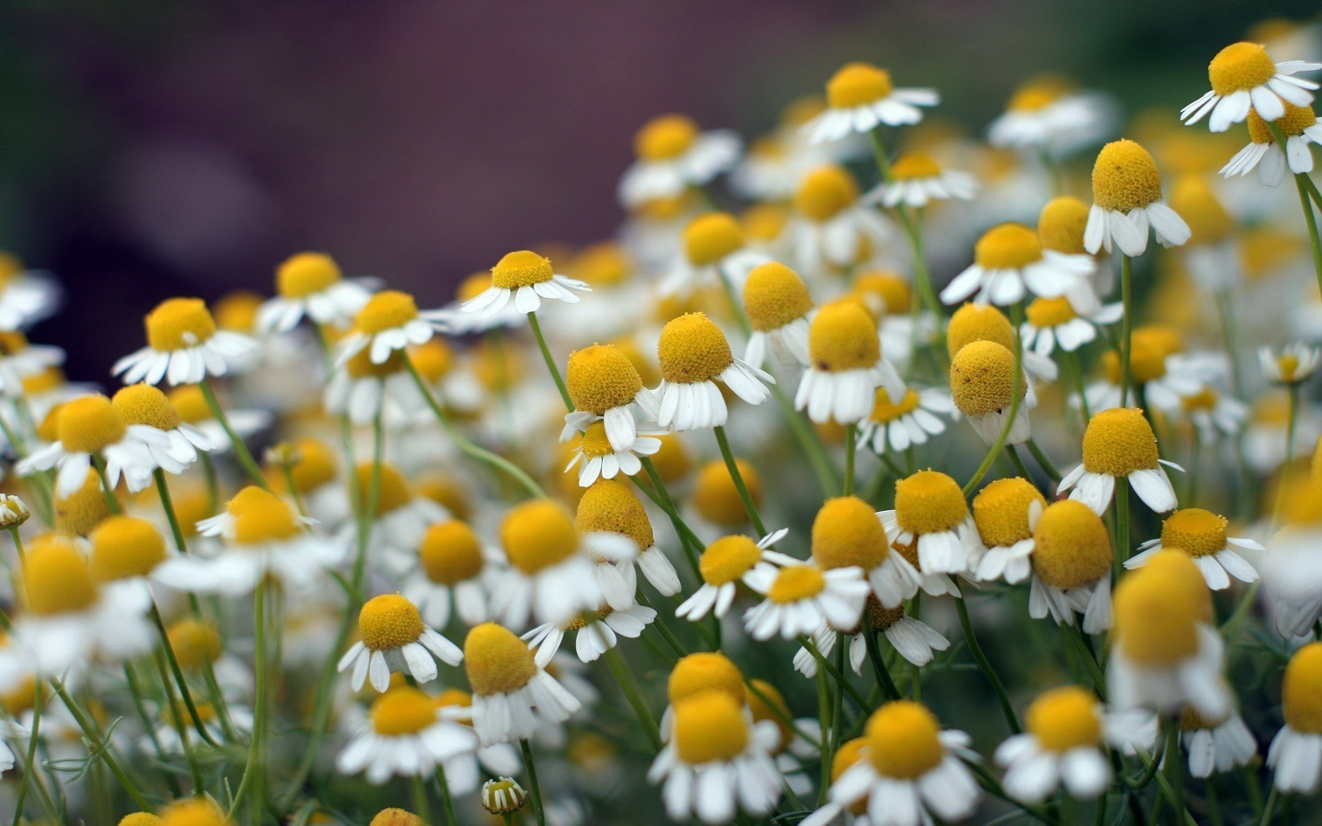 close up chamomile summer flower