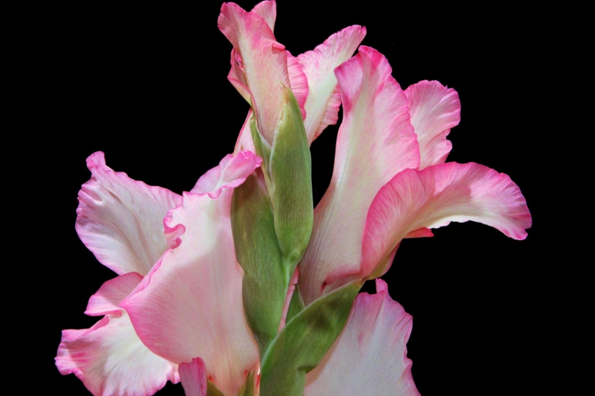 gladiolus flower black background close up