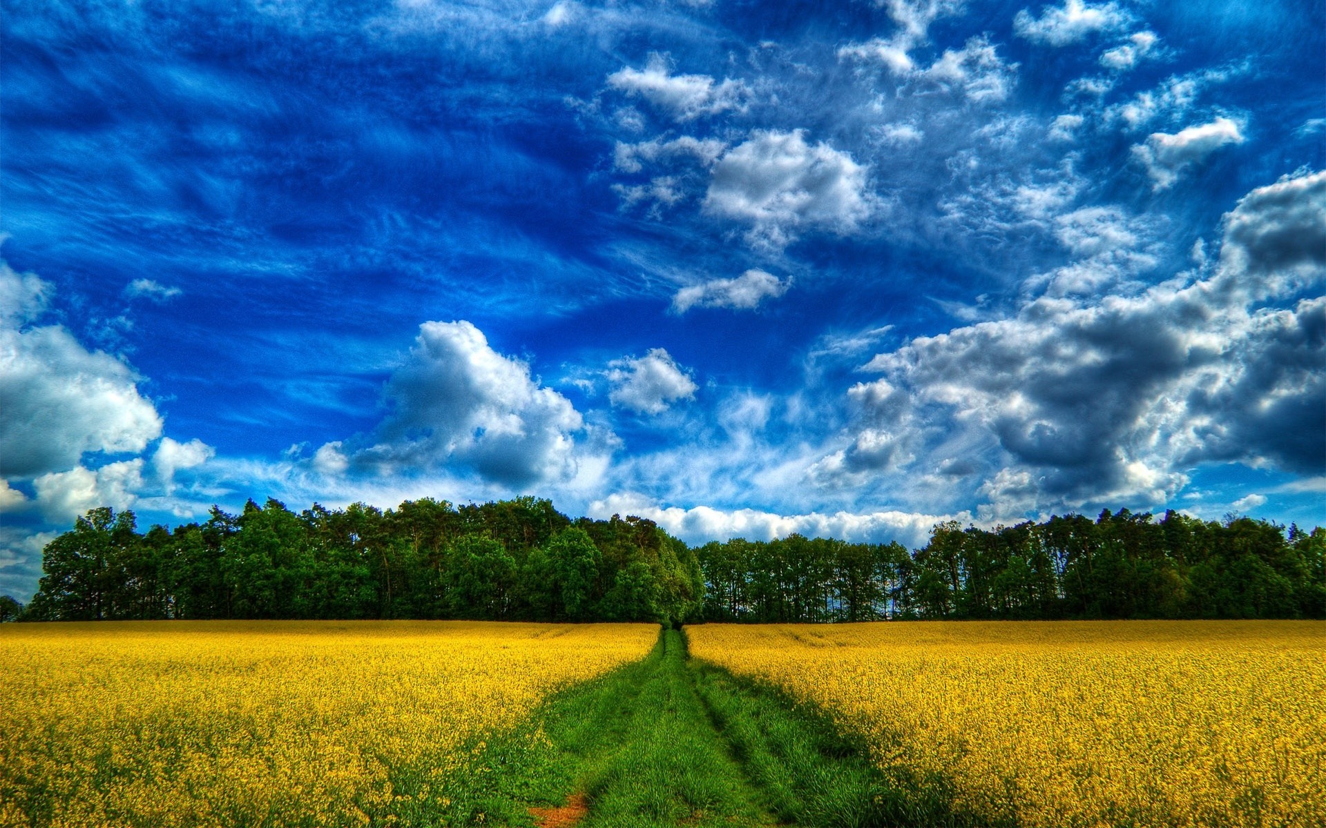 forest summer sky road landscape the field