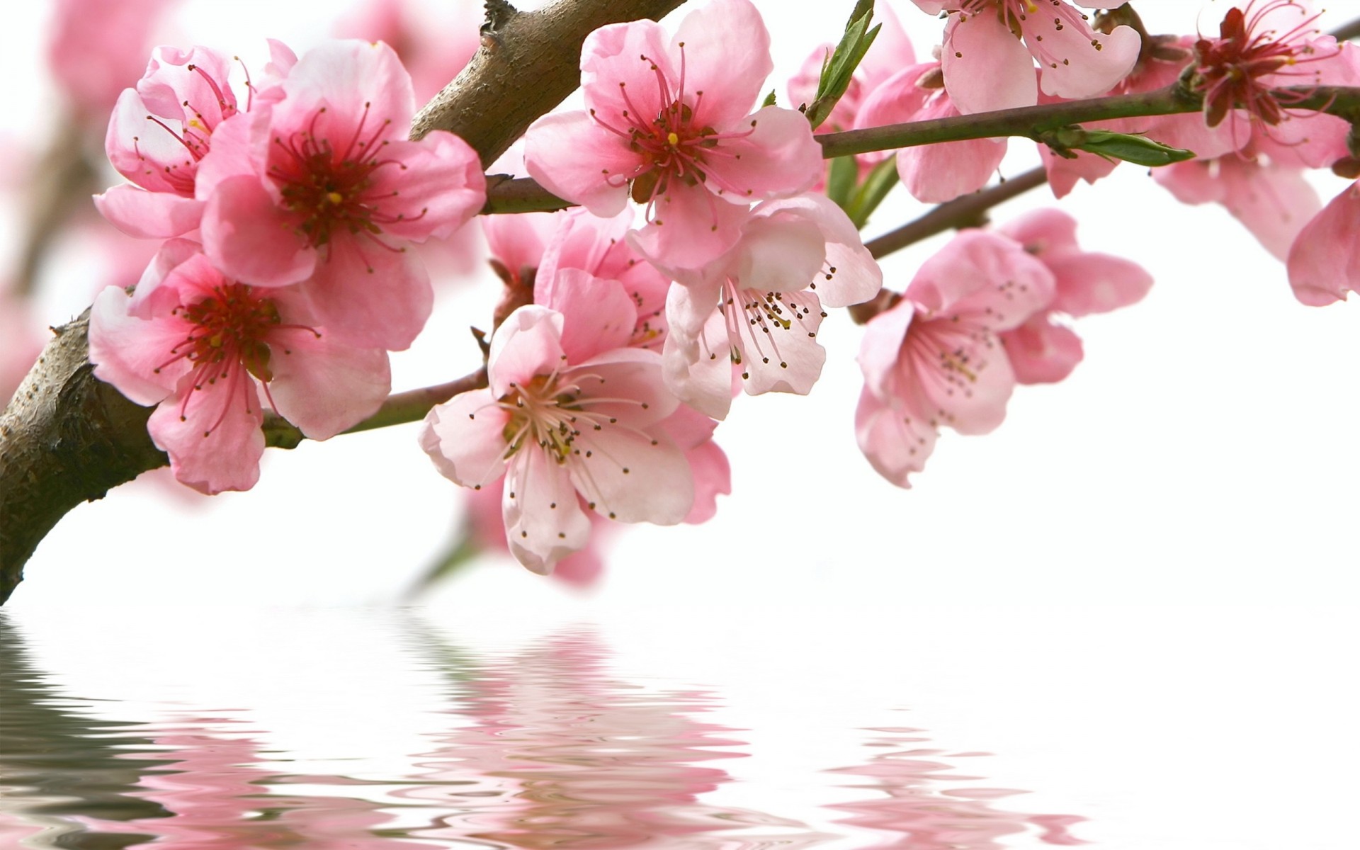 reflection sakura flower water pink branch spring