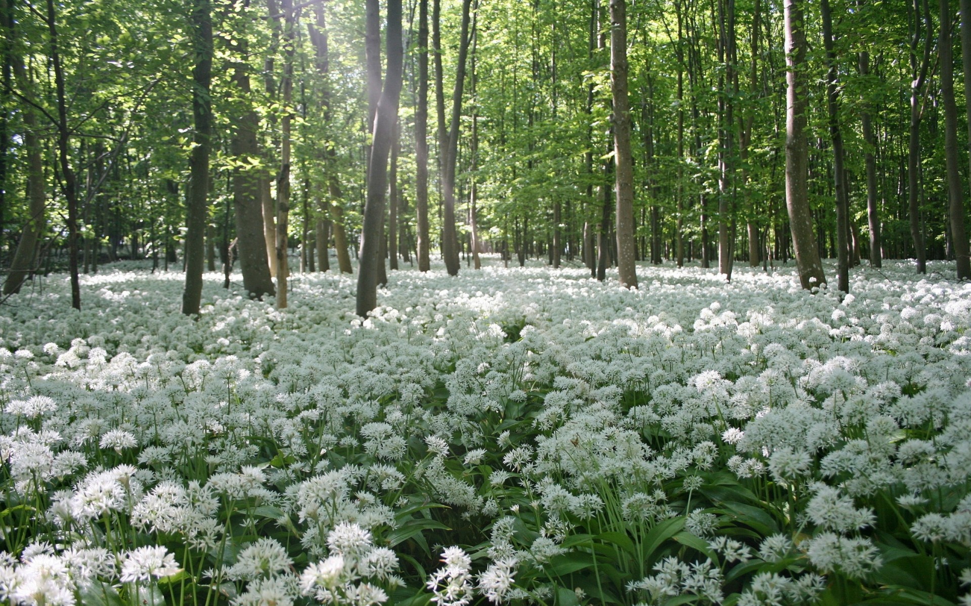 alberi natura primavera fiori