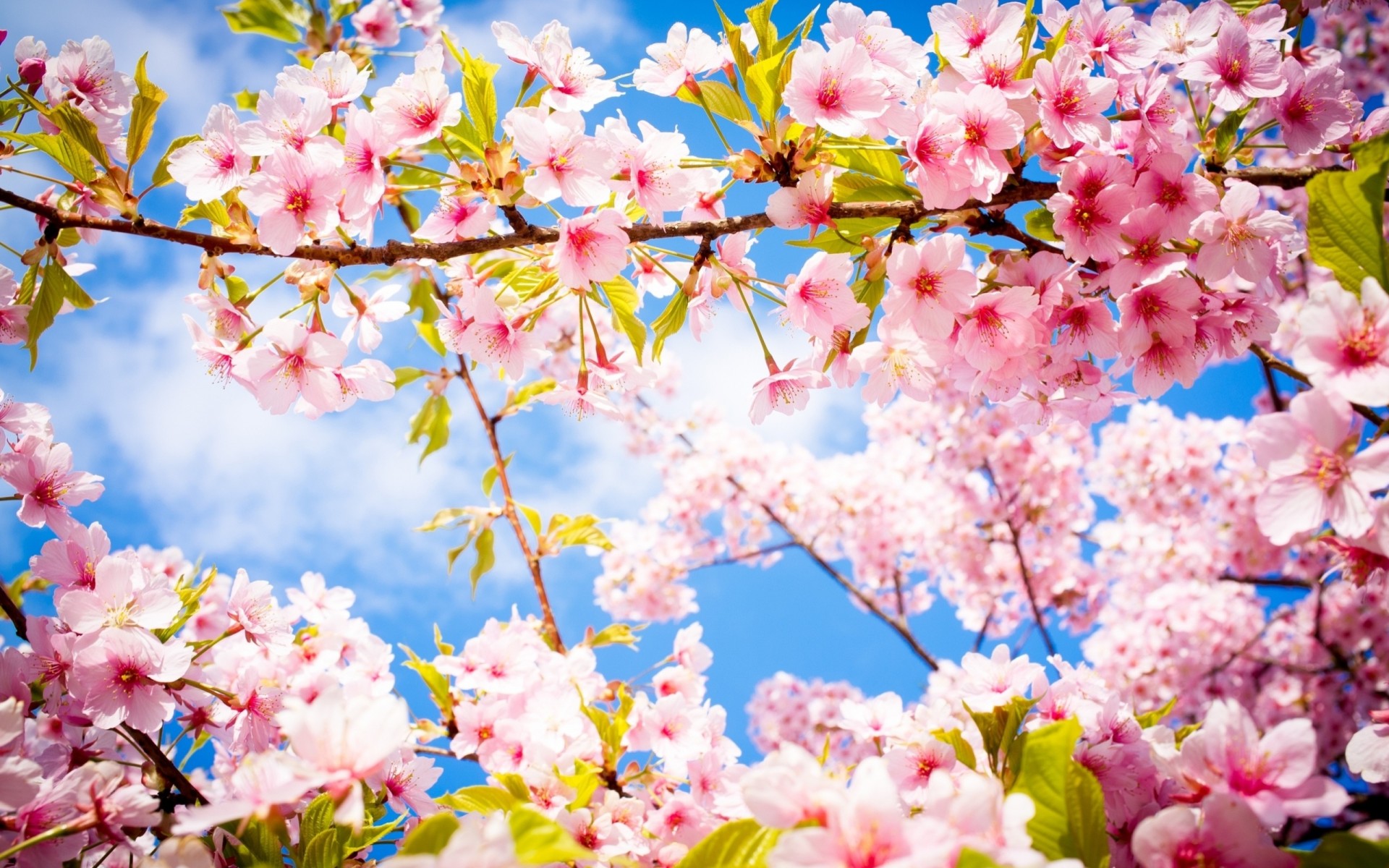 fioritura ramo primavera sakura fiori