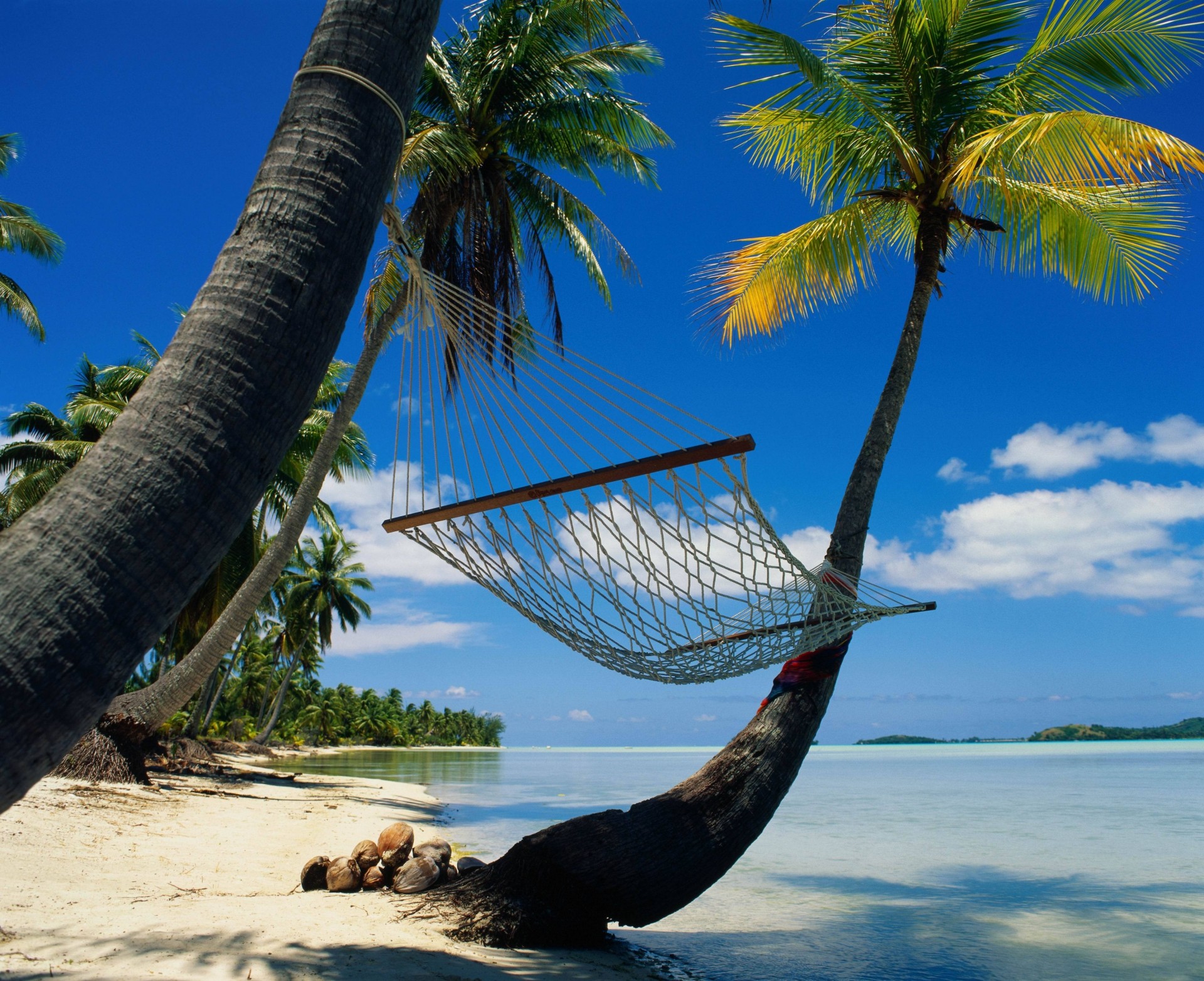 lagoon relax hammock palm