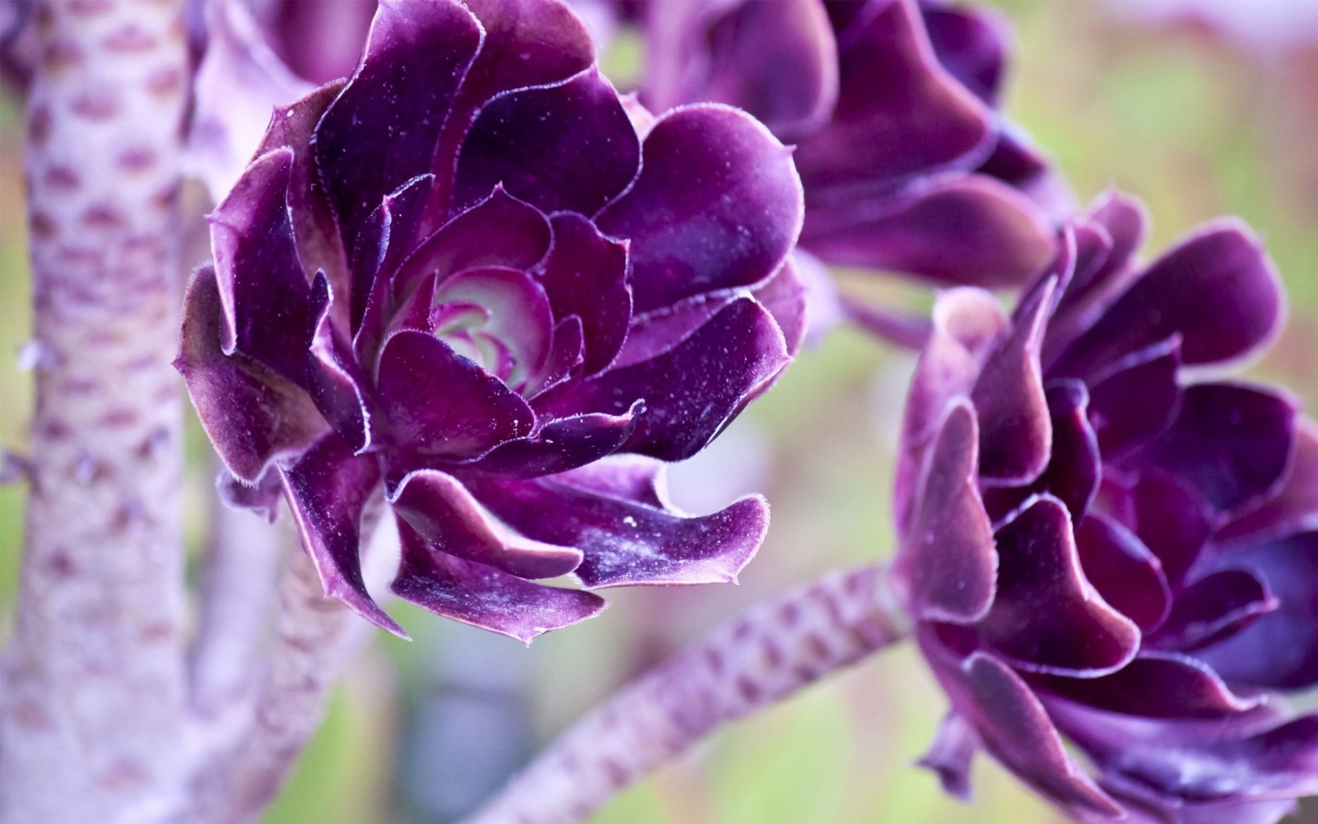 makro lila schön blumen