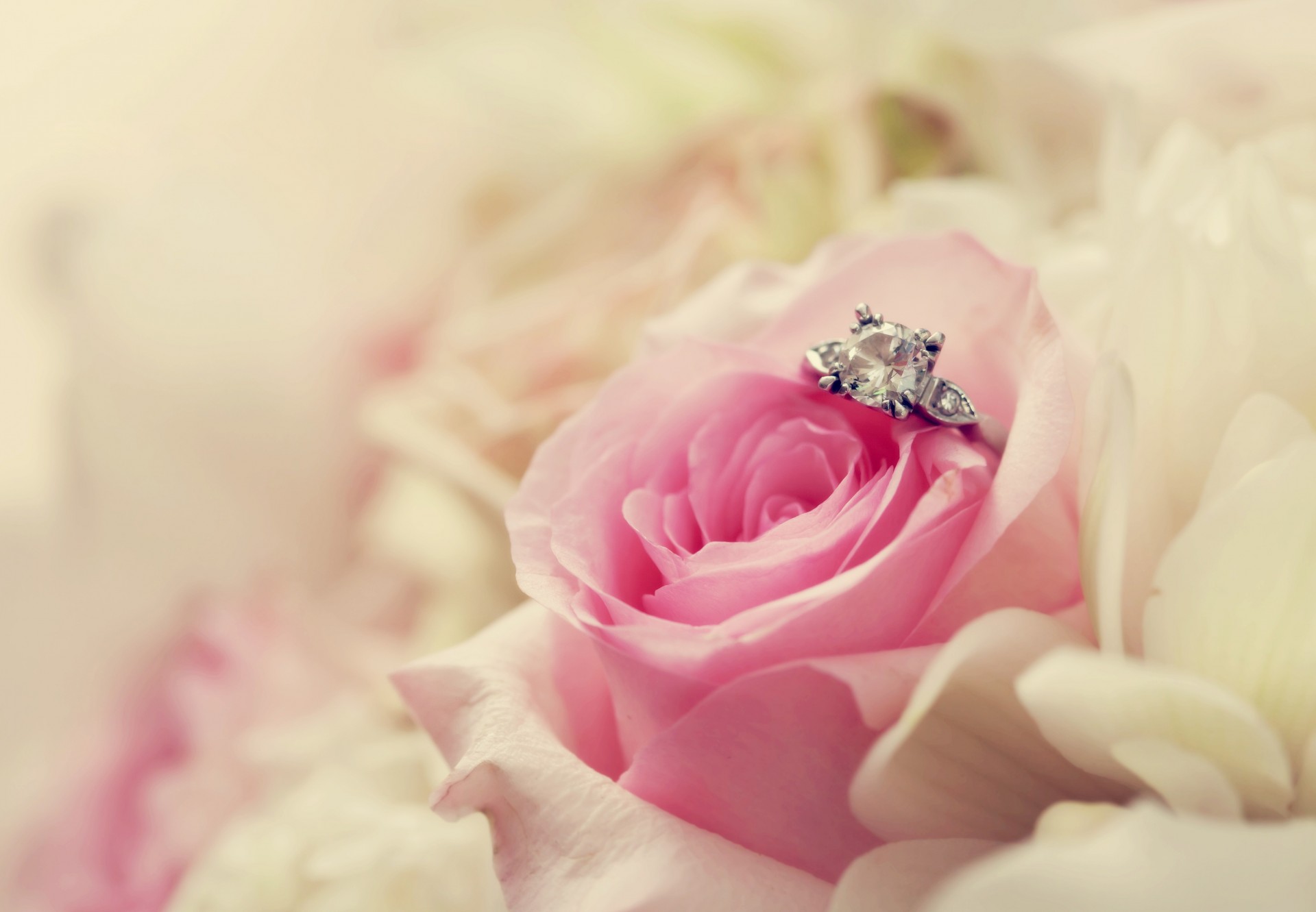 close up rose flower pink ring