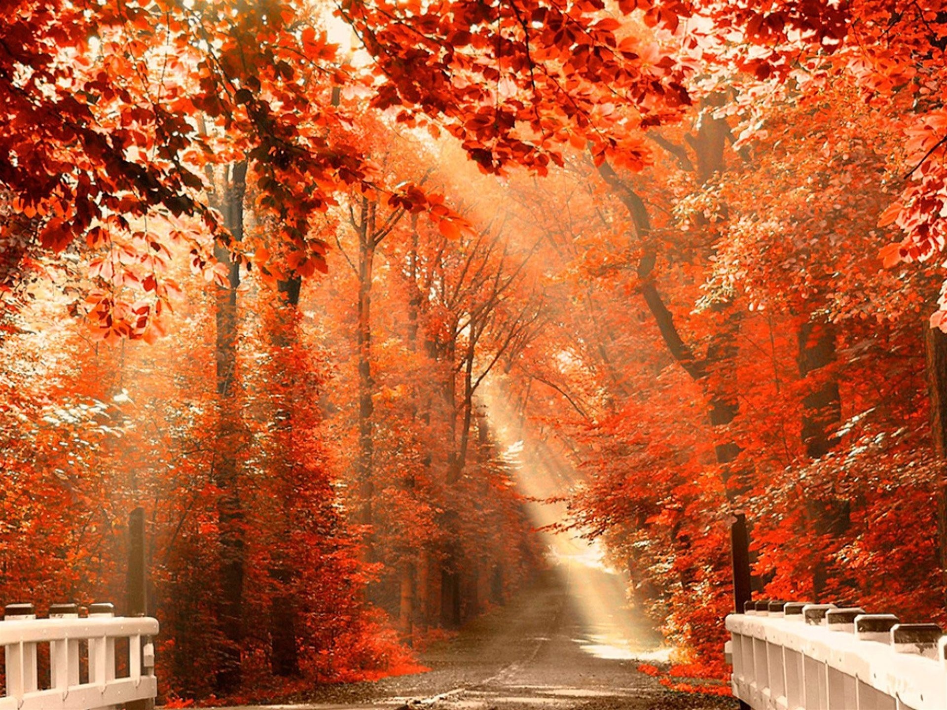 automne pont sentier parc