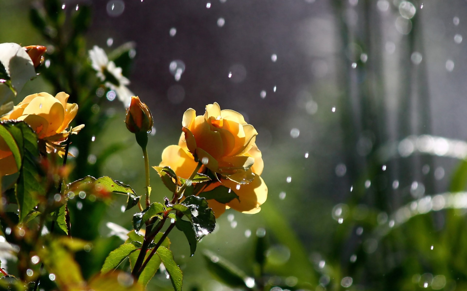 roses green nature bokeh flower close up