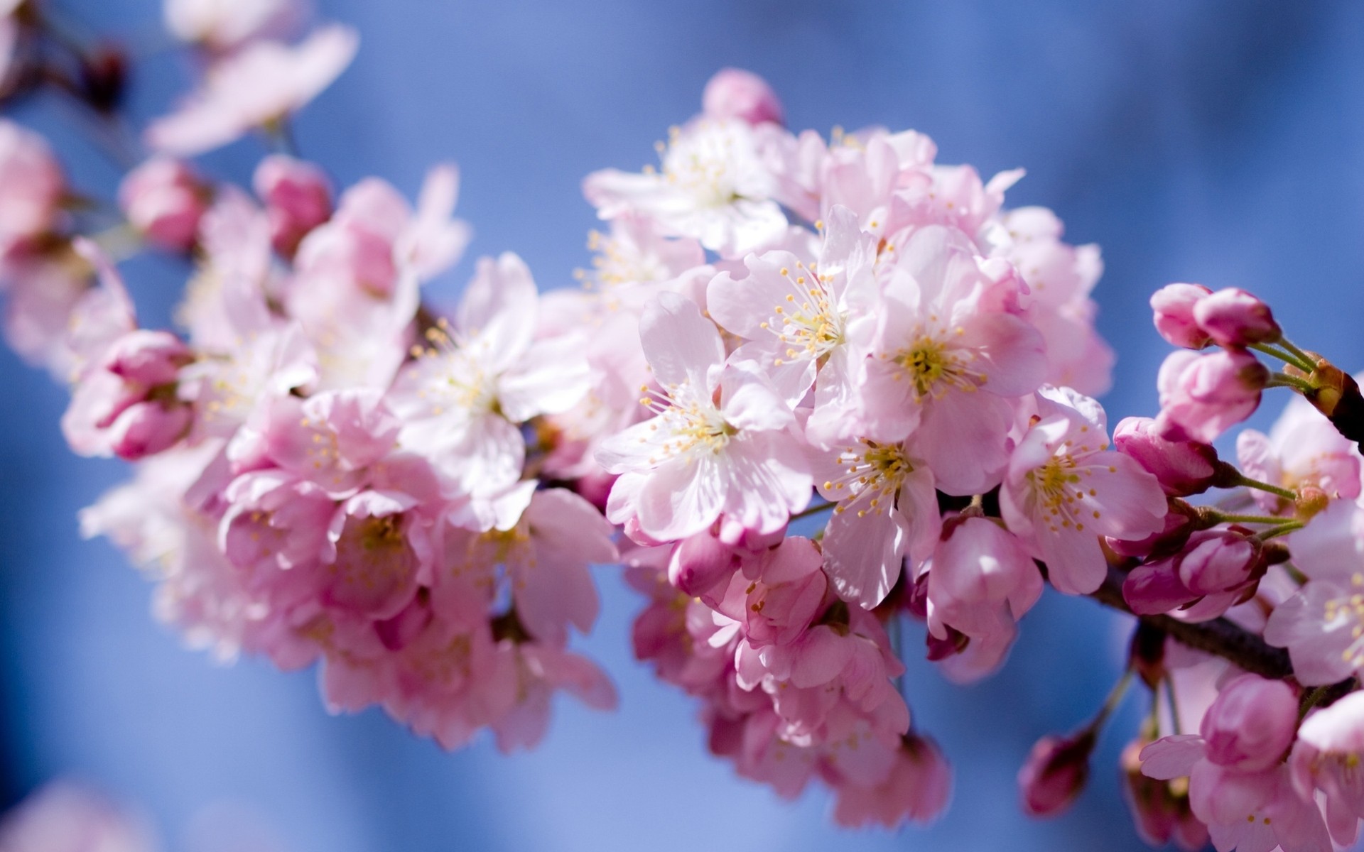 sonne himmel bäume blumen frühling