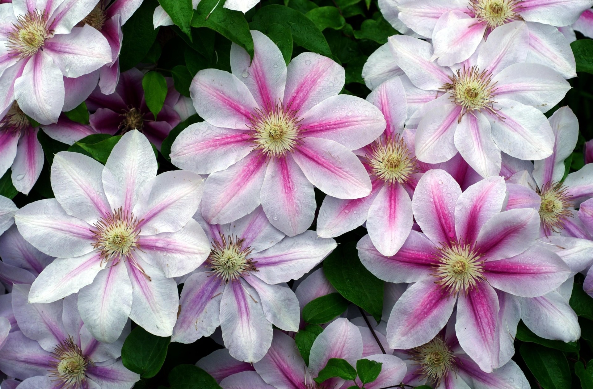 cae clematis flores vegetación frescura