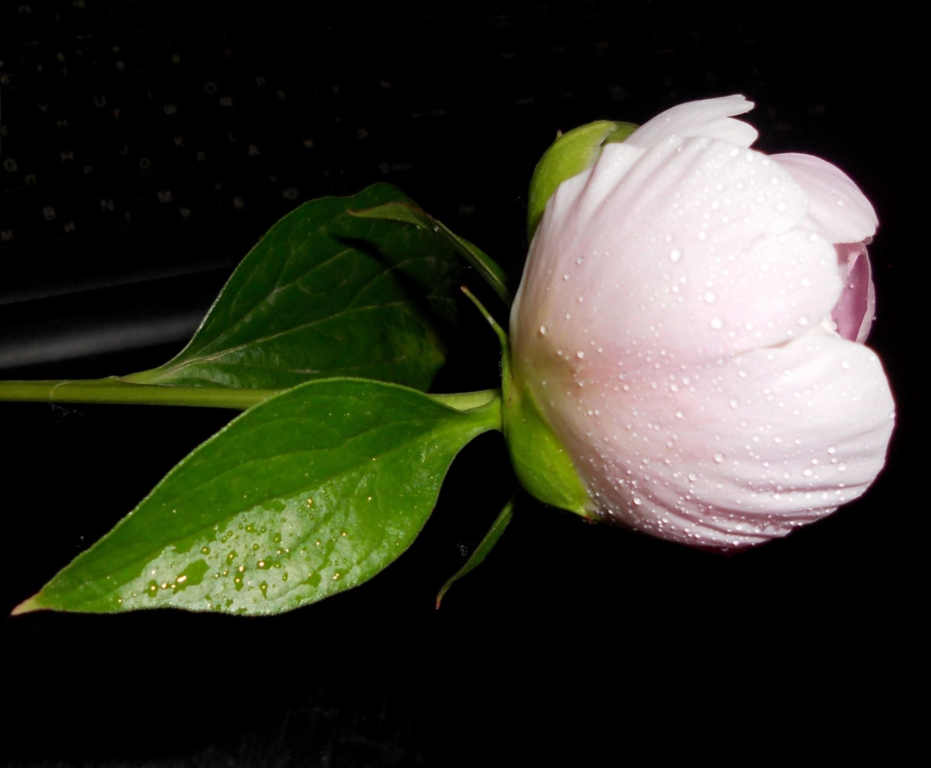 sfondo nero peonia macro cade bud