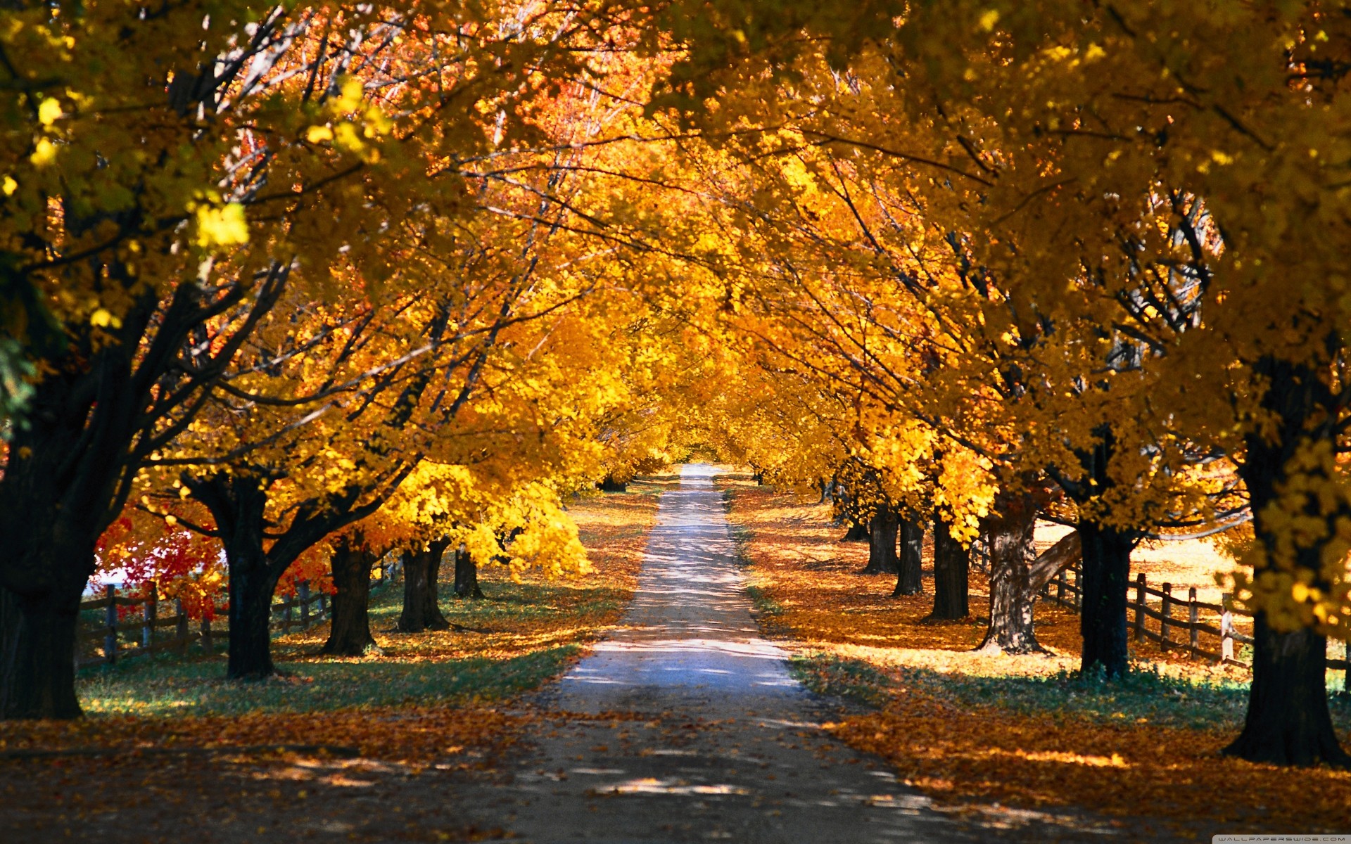 straße tunnel herbst baum