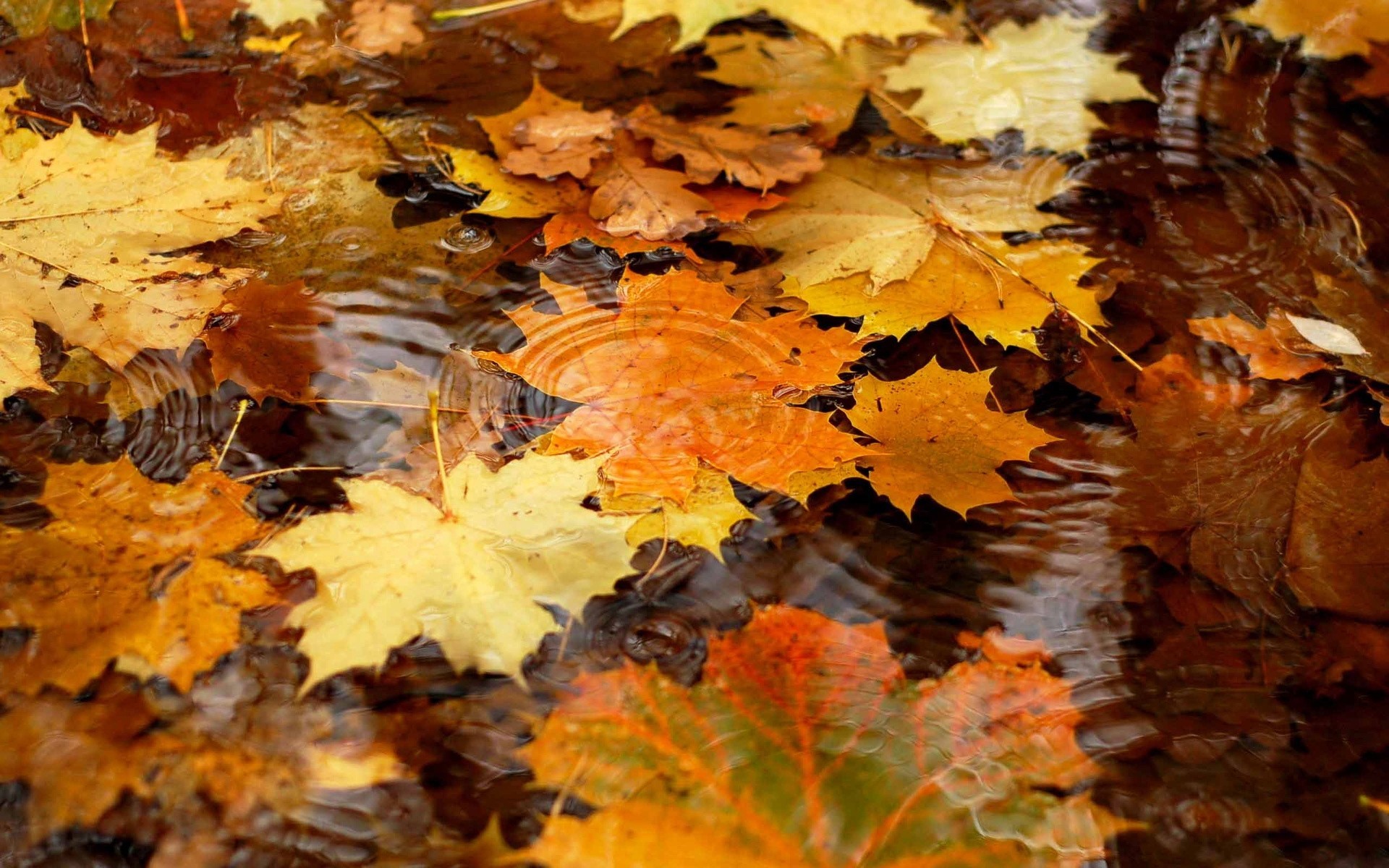 blatt herbst reflexion wasser