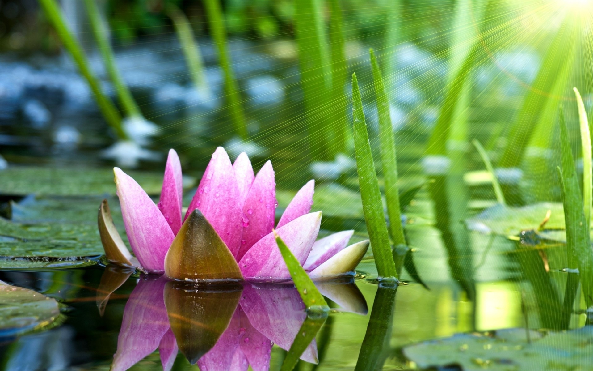 flor agua lirio de agua rosa lirios