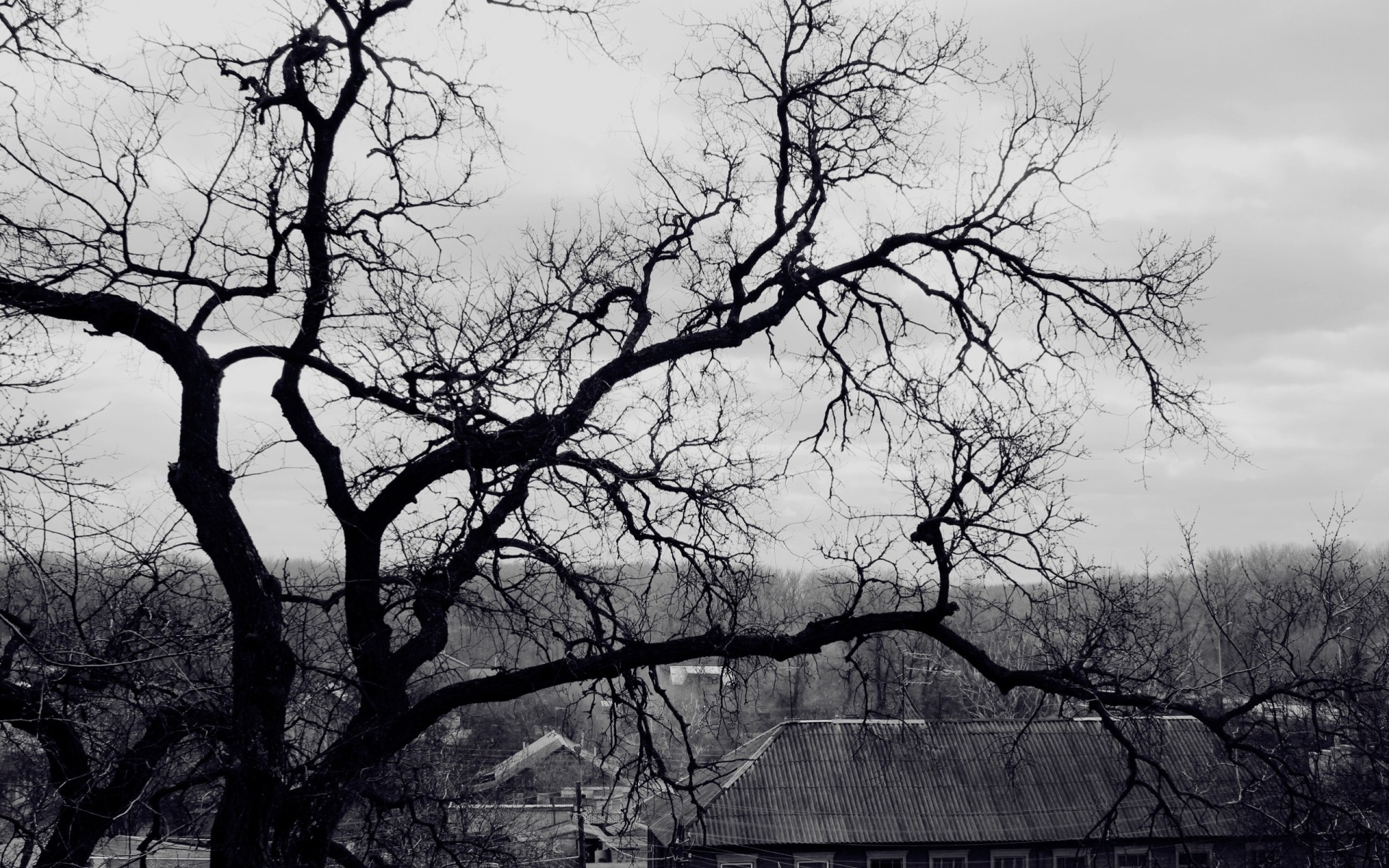 blanco y negro árbol techo espeluznante rama