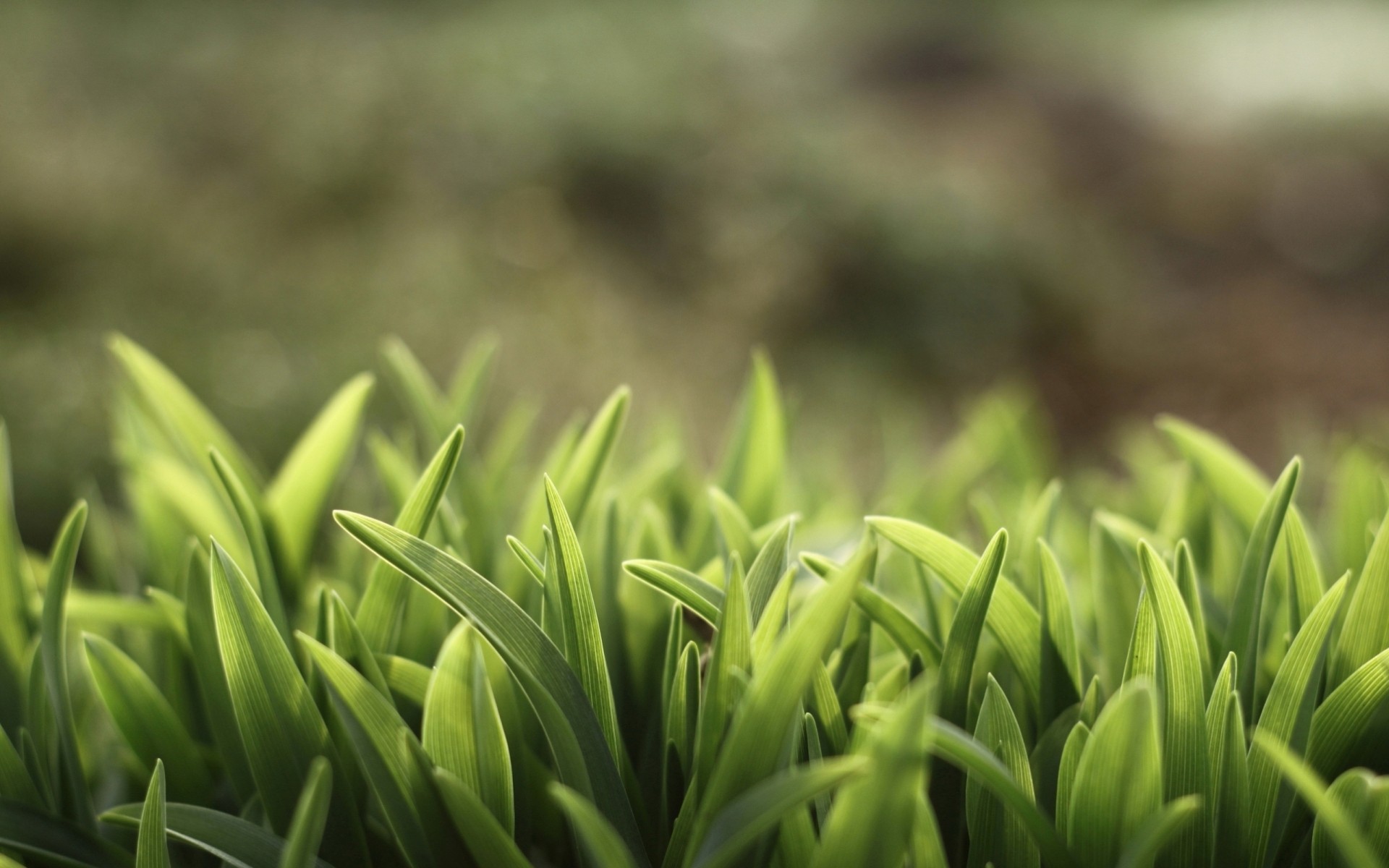 gros plan herbe été verdure