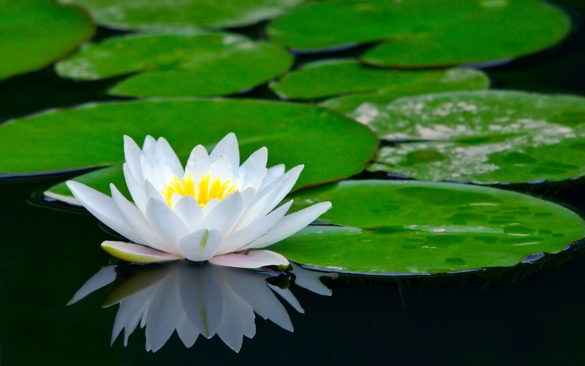 lirio de agua estanque flor