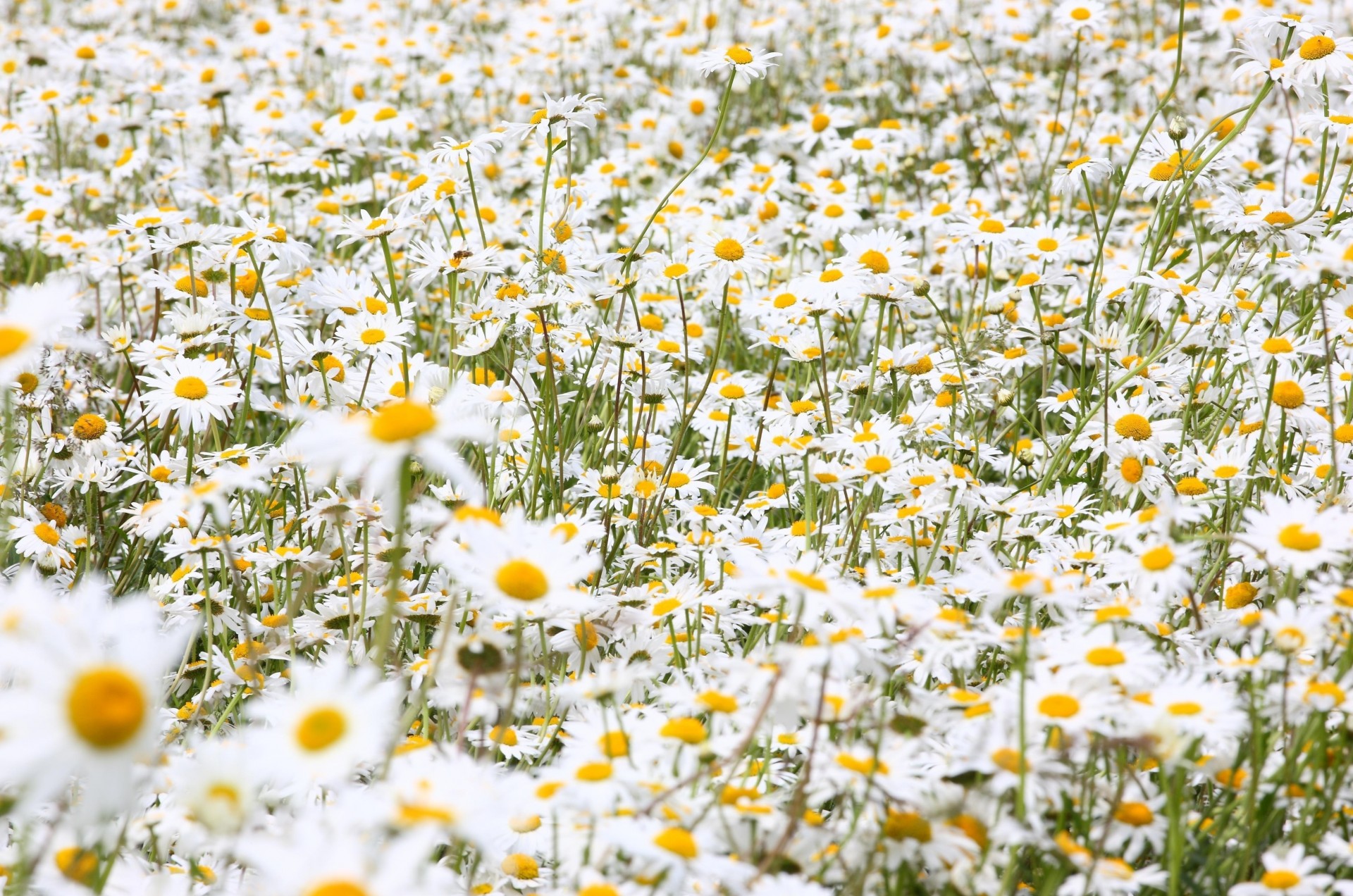 feld viel sommer blumen gänseblümchen