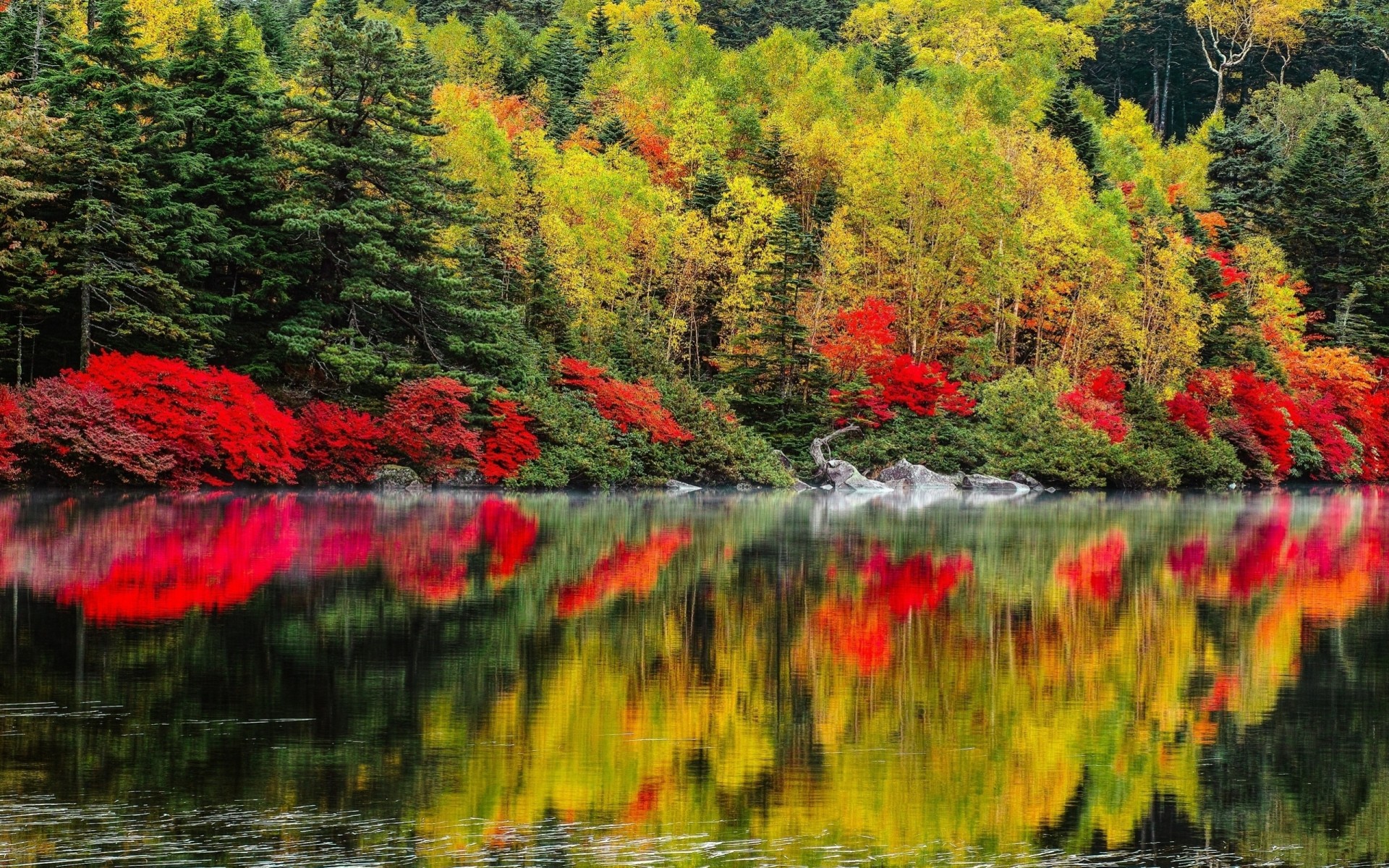 paesaggio natura lago alberi foreste autunno