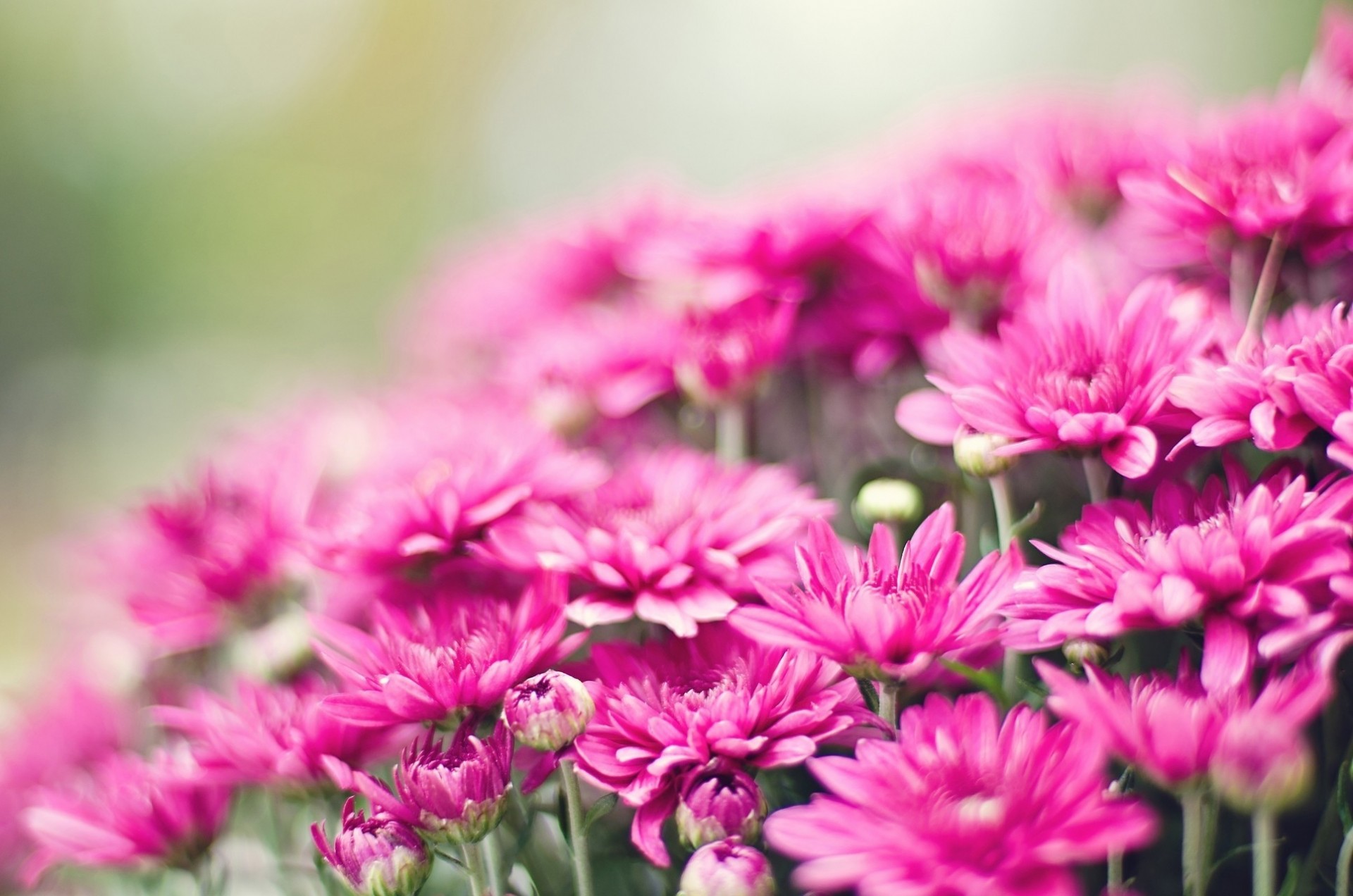 chrysanthemums joel flower flowers lovely