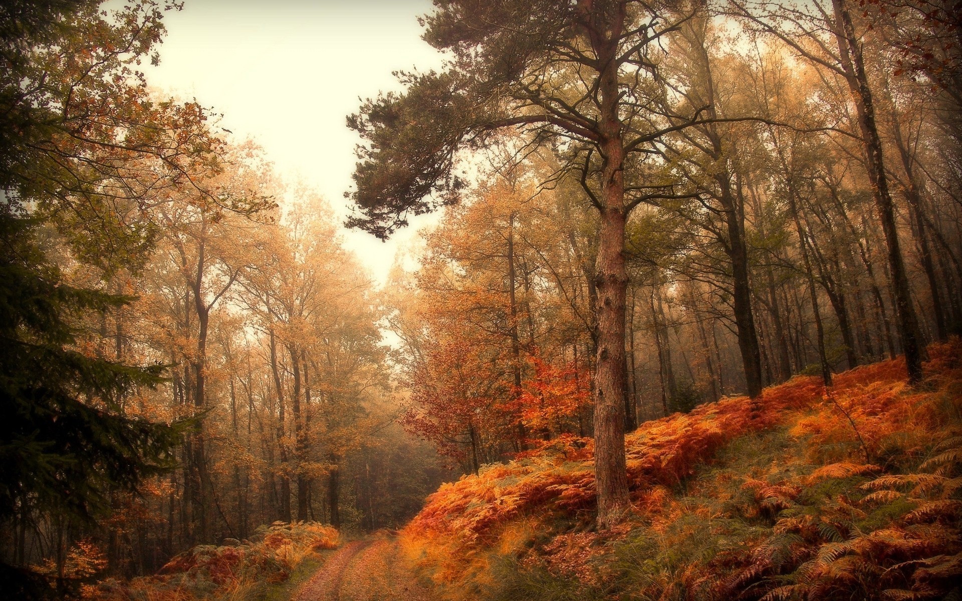 automne route paysages forêt arbres