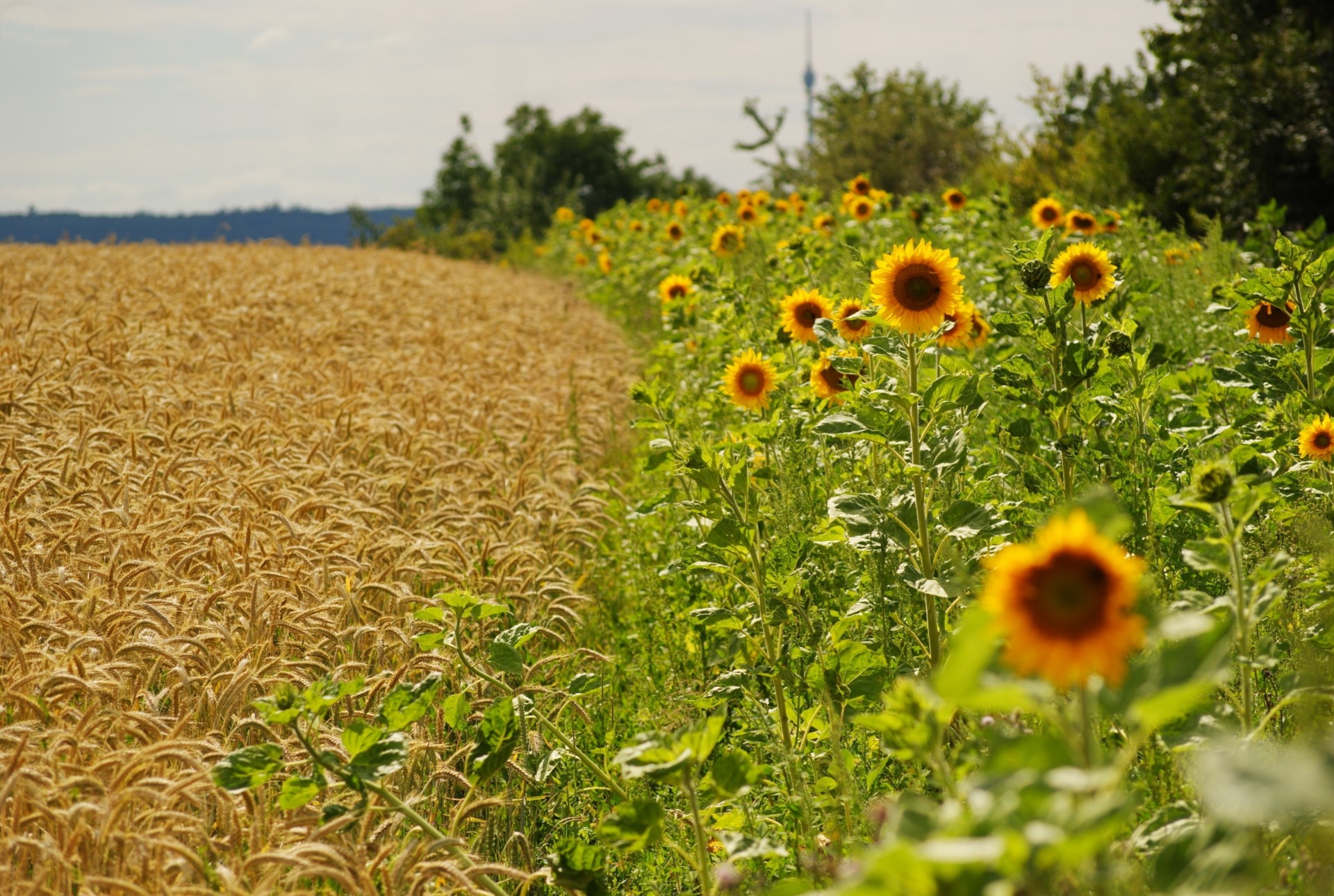 confine girasoli estate toscana spighe