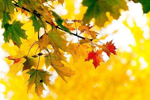 Rama de árbol con hojas de otoño