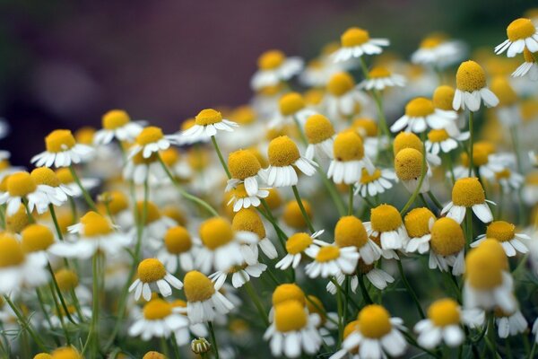 Macro photography of a carpet of blooming pharmacy chamomile