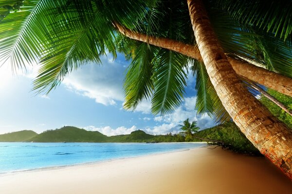 Palm trees on the shore of a sandy beach