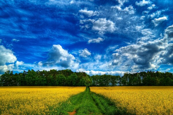 Village road. leading to the forest through blooming fields