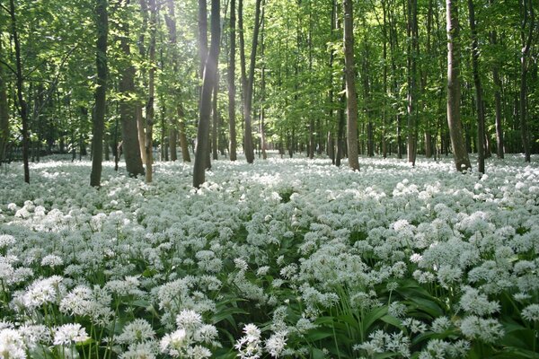 Bosque de primavera en el sol