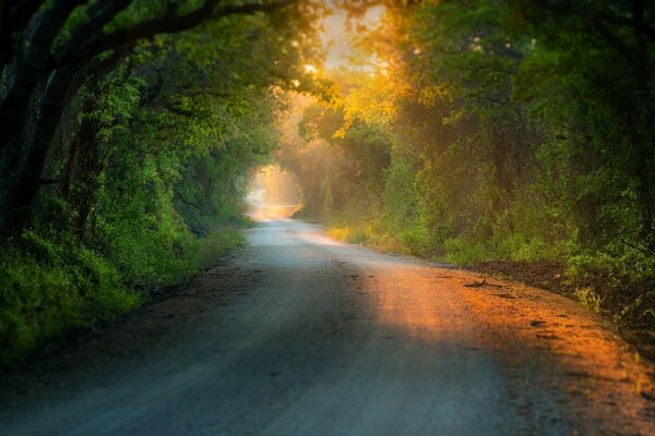 Route à travers la forêt éclairée par le soleil