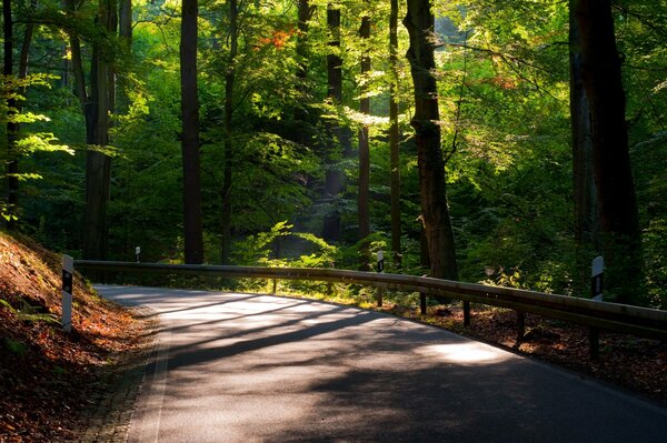 Sfondo fotografico a schermo intero con natura. Strada che conduce in lontananza circondata da alberi con fogliame verde