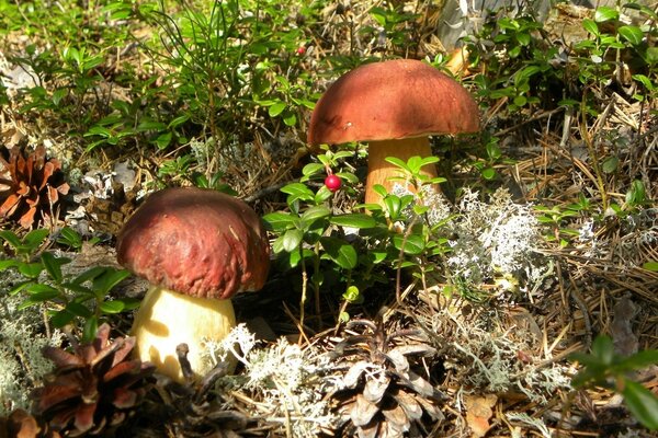 Porcini mushrooms among cranberries and cones