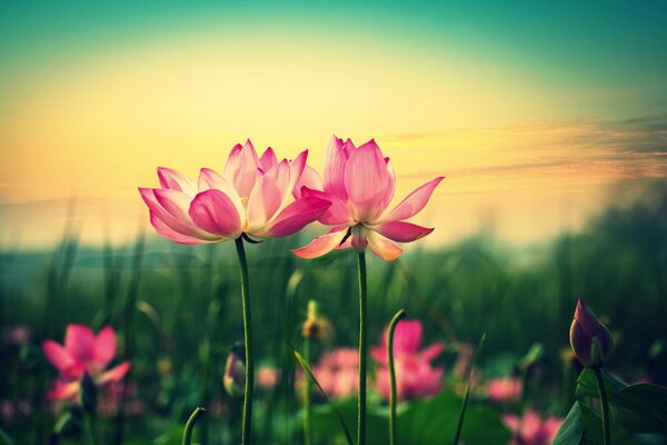 Foto di grande formato di lussuosi fiori di loto rosa contro il cielo al tramonto