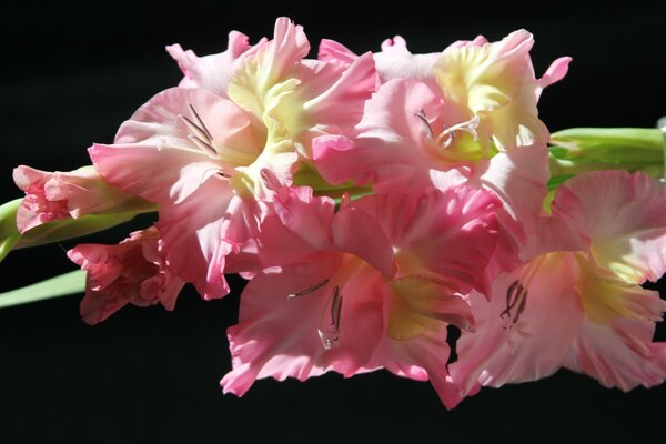 Pale pink gladiolus on a black background