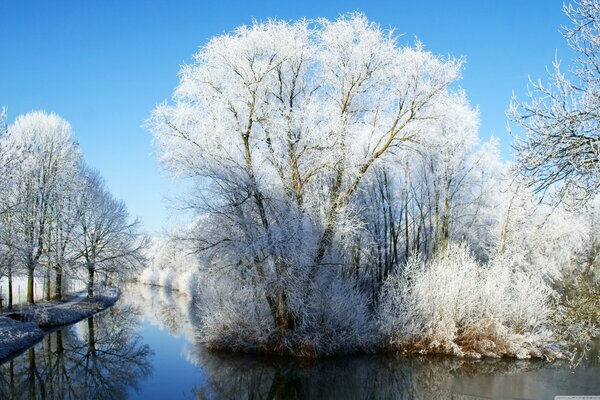 Belle photo de givre sur les arbres et le ciel bleu