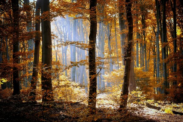 Fotografia jesiennego lasu, pnie drzew