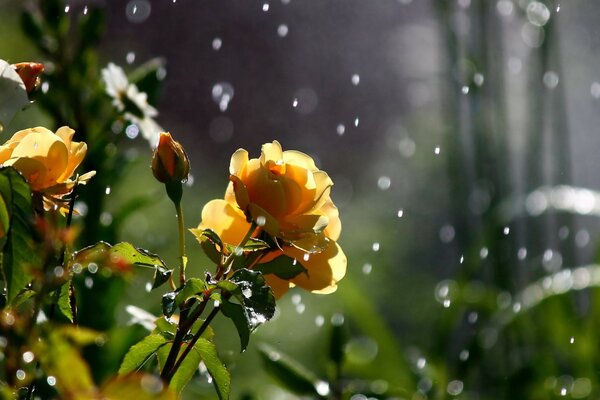 Rose gialle in gocce di rugiada