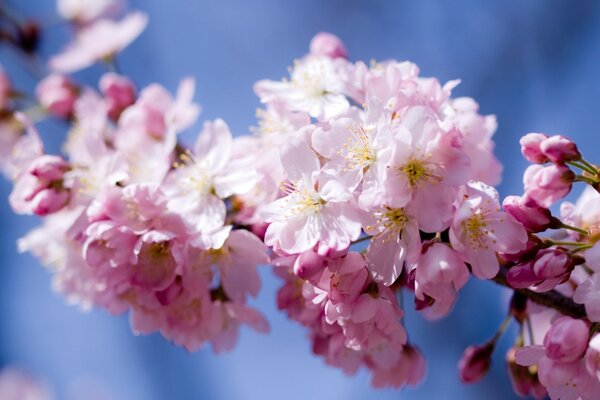 Foto von schönen Frühlingsblumen